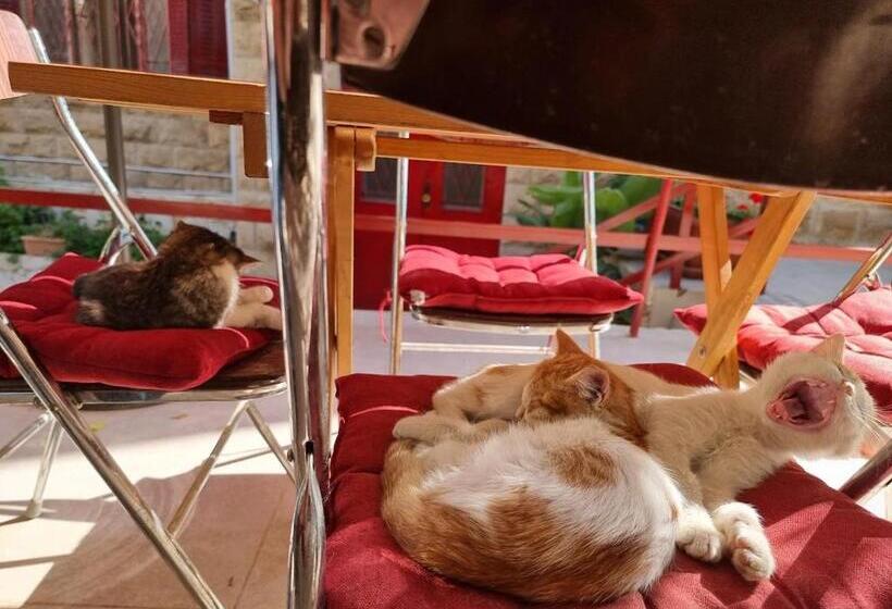 هاستل Rainbow House