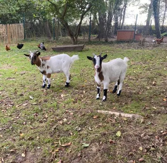 Aamiaismajoitus (B&B) Le Cottage