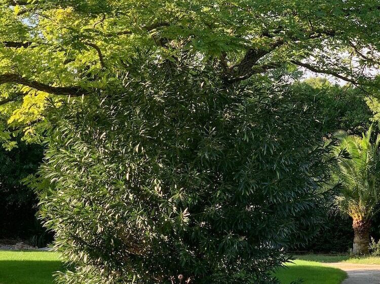 پانسیون La Parenthèse Saint Donat