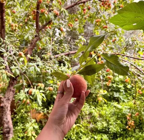 پانسیون Dar Seddik