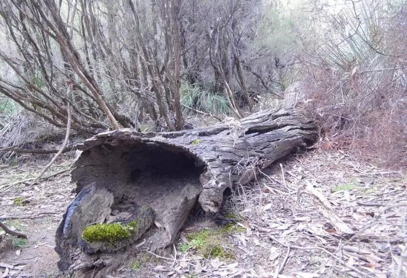 Majatalo Wedgetaildown