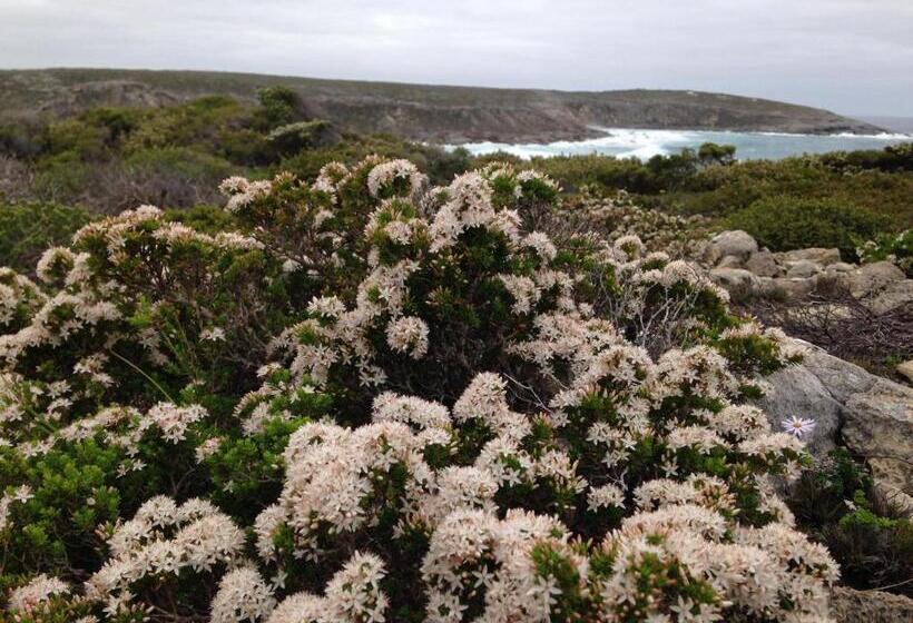 膳宿费 Wedgetaildown