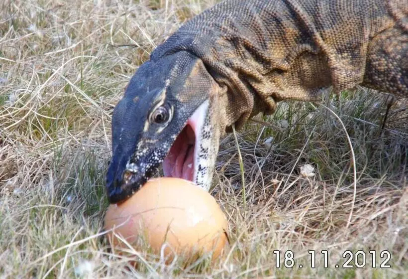 Majatalo Wedgetaildown