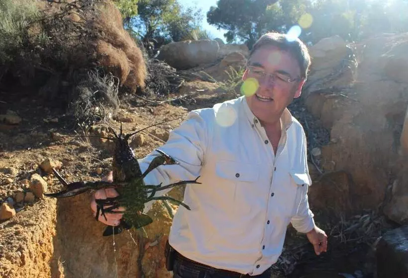 Majatalo Wedgetaildown