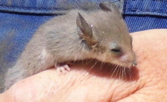 膳宿费 Wedgetaildown