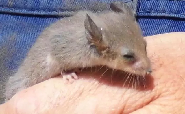 Majatalo Wedgetaildown