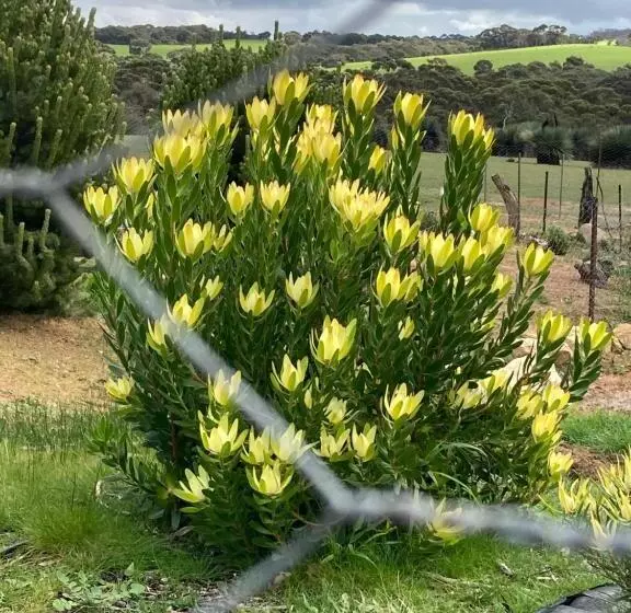 Majatalo Wedgetaildown