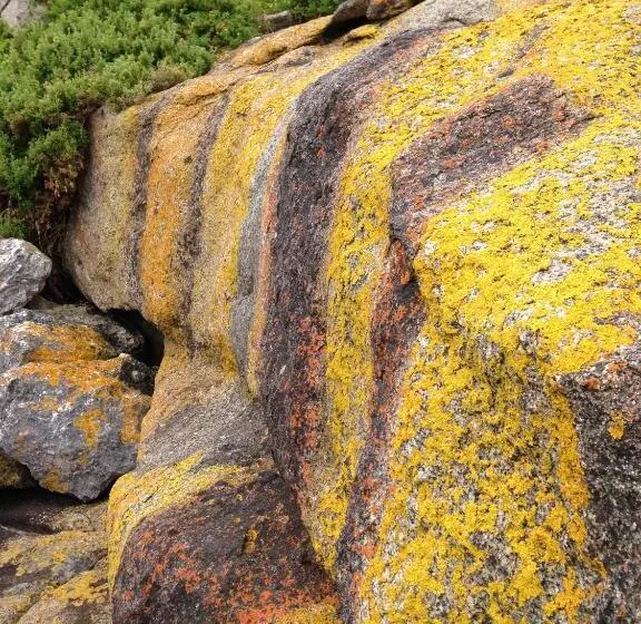 Majatalo Wedgetaildown