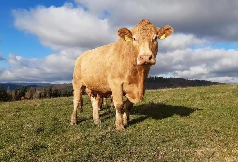 ベッドアンドブレックファースト Aussichtsbauernhofpension Hof Gretchens