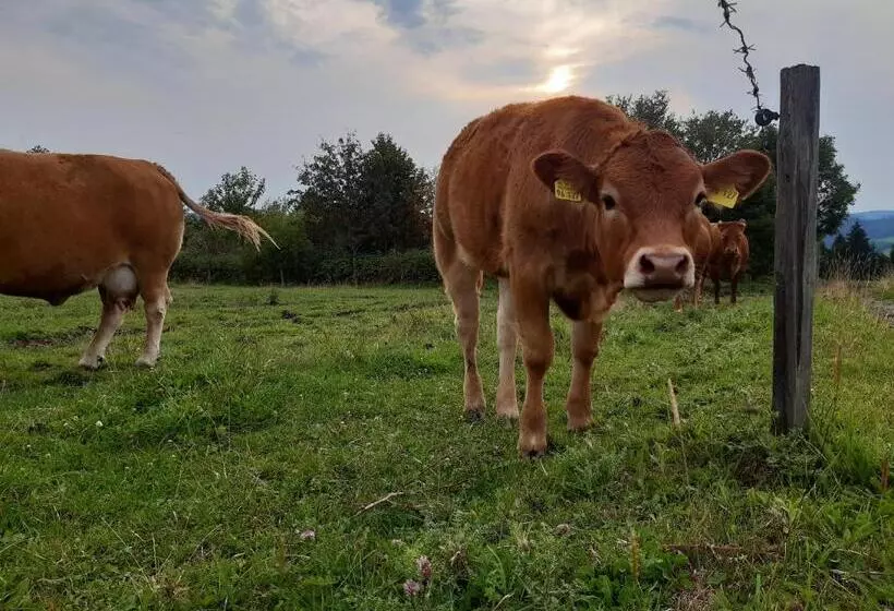 ベッドアンドブレックファースト Aussichtsbauernhofpension Hof Gretchens