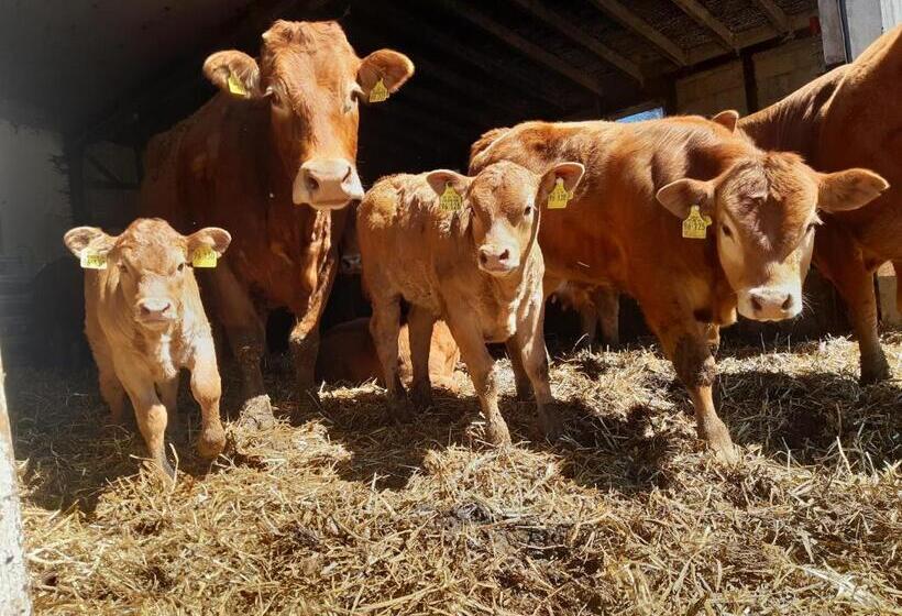 Bed and Breakfast Aussichtsbauernhofpension Hof Gretchens