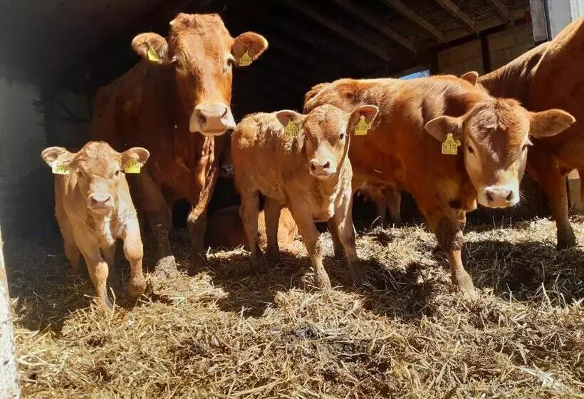 ベッドアンドブレックファースト Aussichtsbauernhofpension Hof Gretchens