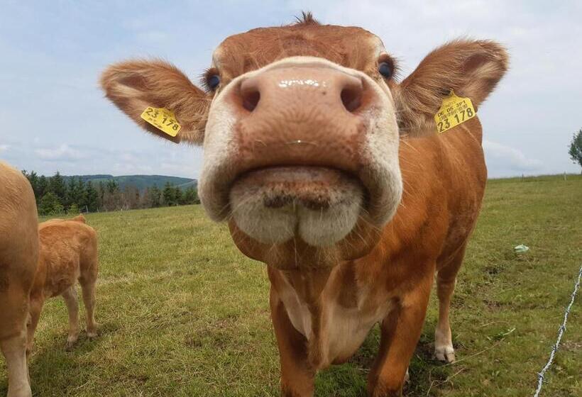 Bed and Breakfast Aussichtsbauernhofpension Hof Gretchens