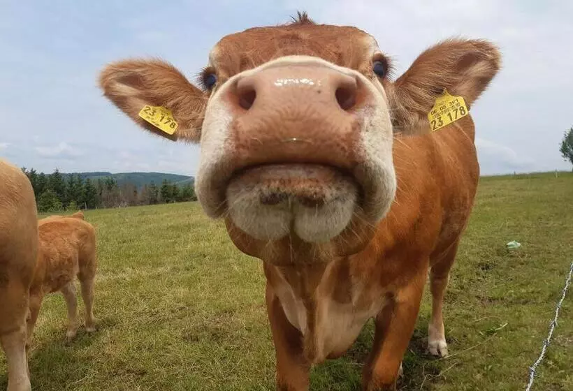 ベッドアンドブレックファースト Aussichtsbauernhofpension Hof Gretchens