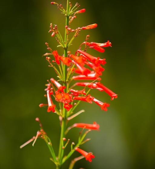 پانسیون Villa Myriam