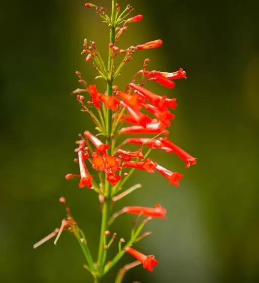 پانسیون Villa Myriam