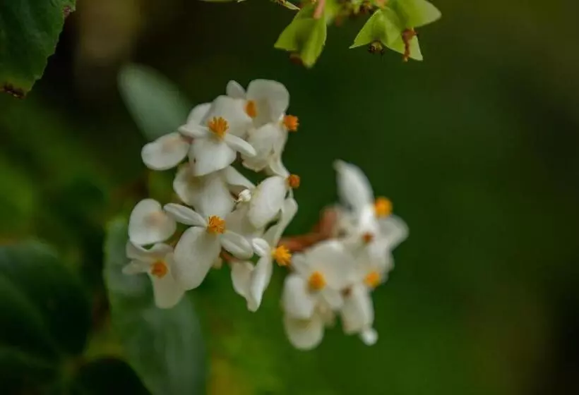 پانسیون Villa Myriam