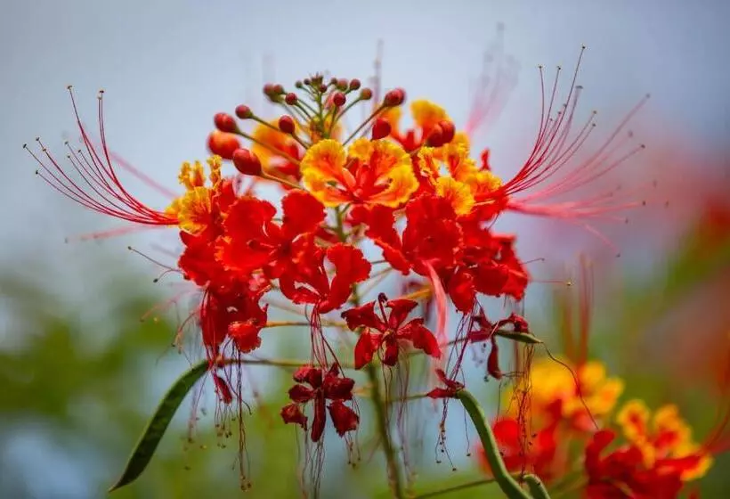 پانسیون Villa Myriam