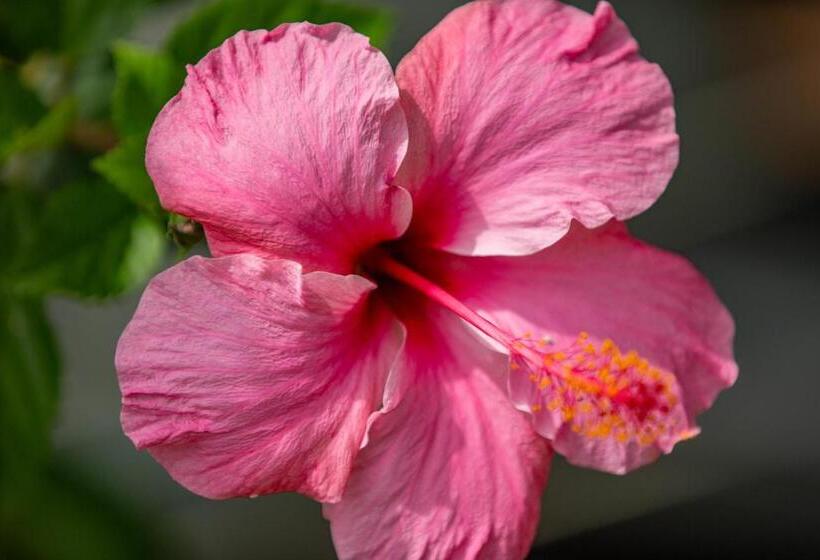 پانسیون Villa Myriam