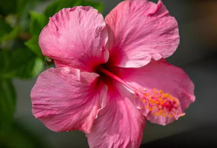 پانسیون Villa Myriam