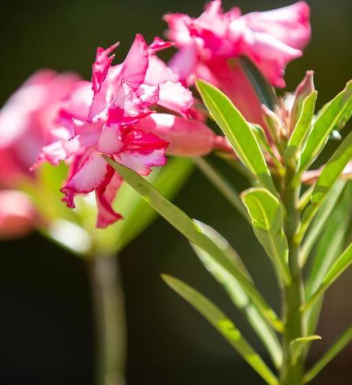 پانسیون Villa Myriam