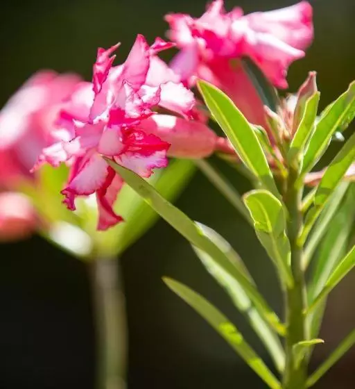 پانسیون Villa Myriam