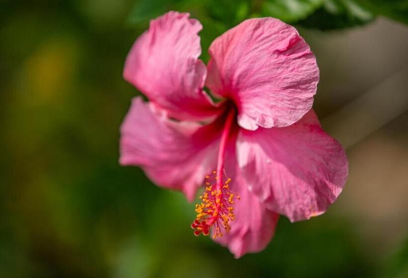 پانسیون Villa Myriam