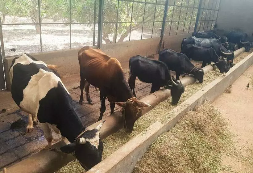 استراحتگاه Shoonya Farm Retreat