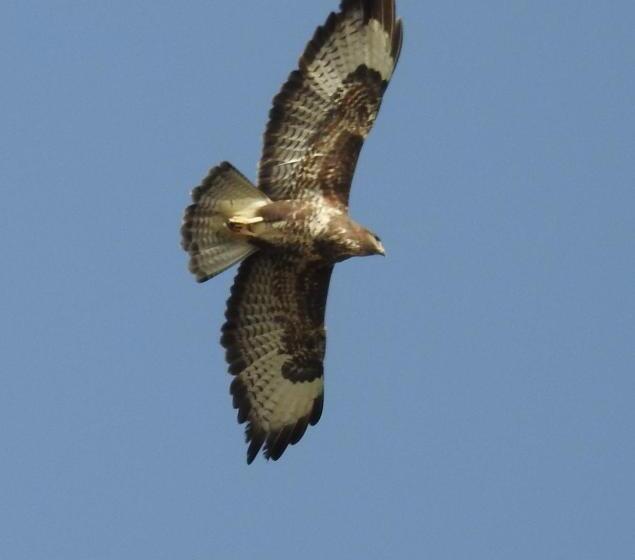 Villa Aries   Rural Chic Experience