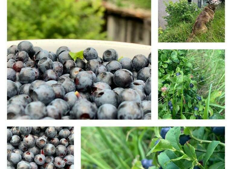 Bed and Breakfast Il Mulino Di Aurora