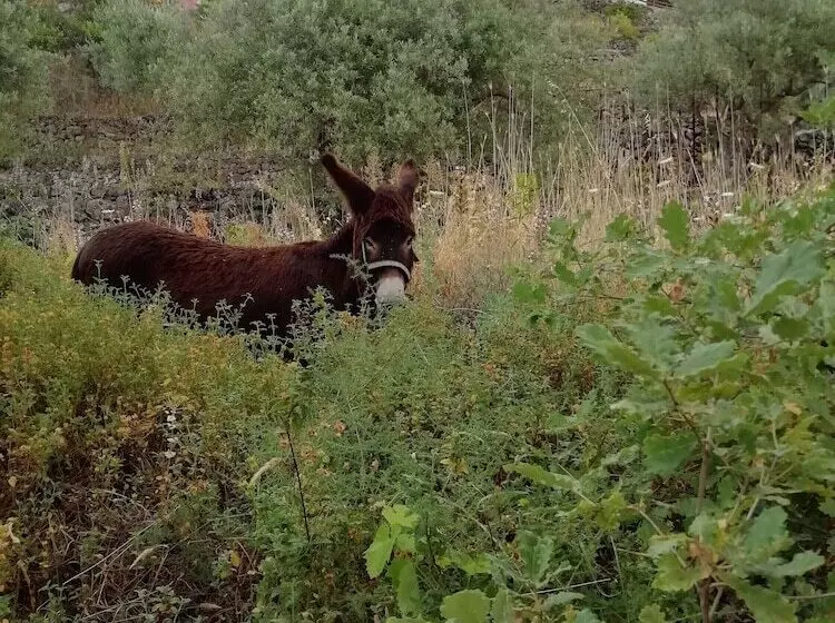 ベッドアンドブレックファースト Villa Aresco