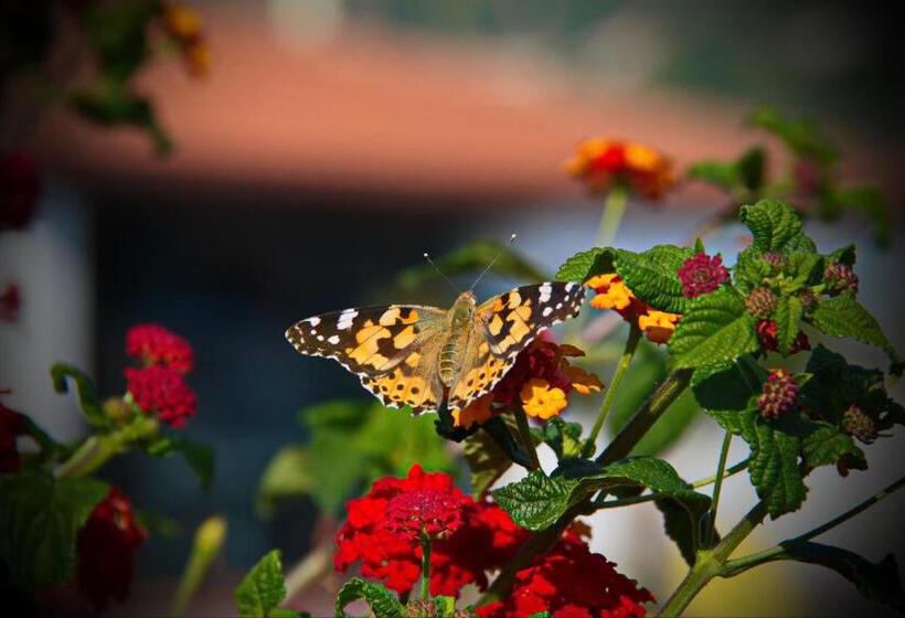 בית מלון כפרי Damanse