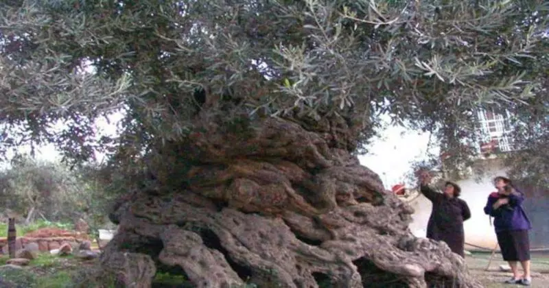 Hotelli Niriides