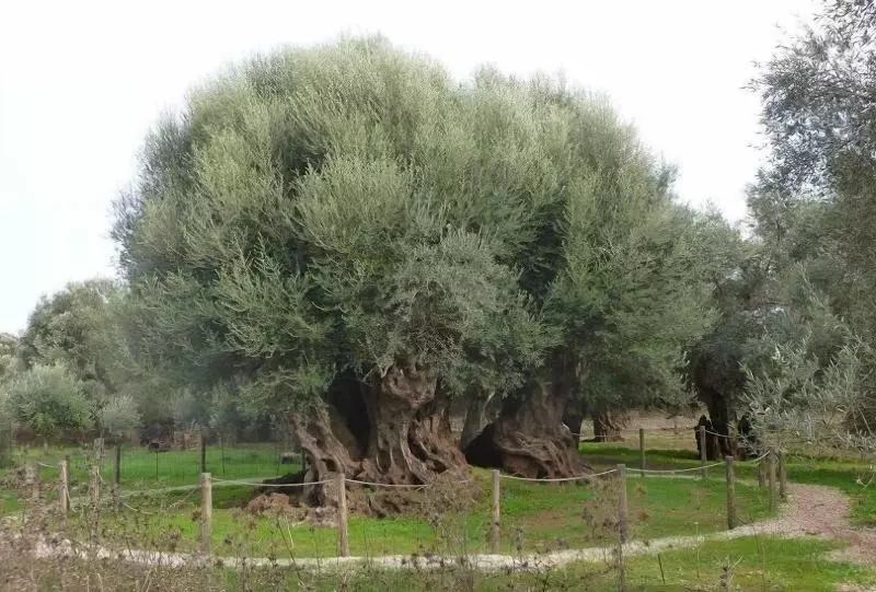 Hotelli Niriides