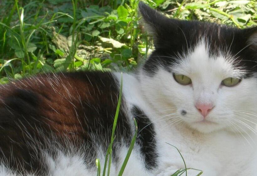 فندق Albergo Centrale