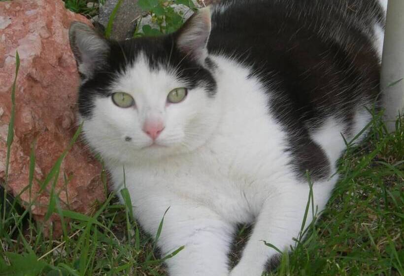 فندق Albergo Centrale