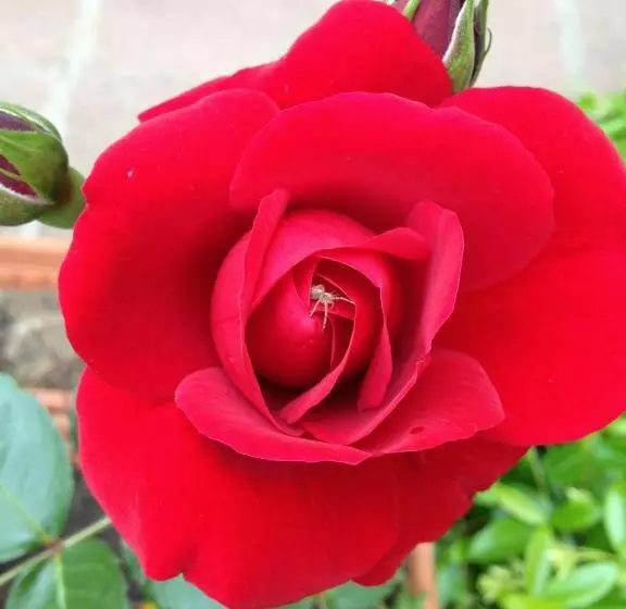 تختخواب و صبحانه Affittacamere Ciro's House