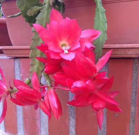 تختخواب و صبحانه Affittacamere Ciro's House