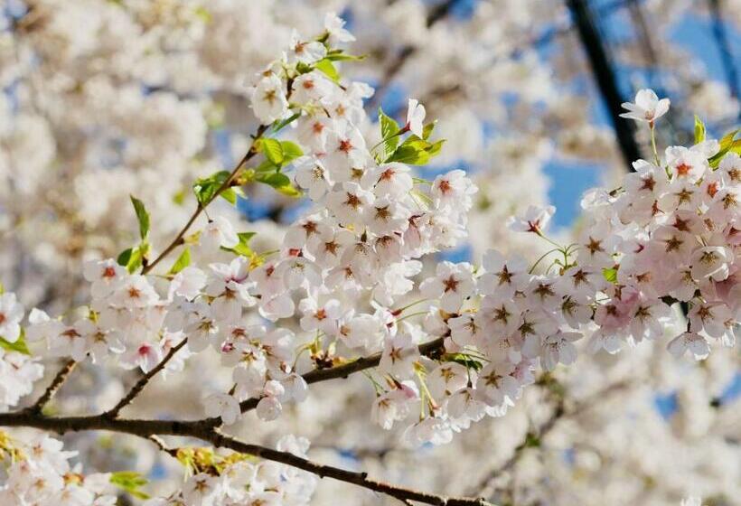 Hotel Adamas Chitose A