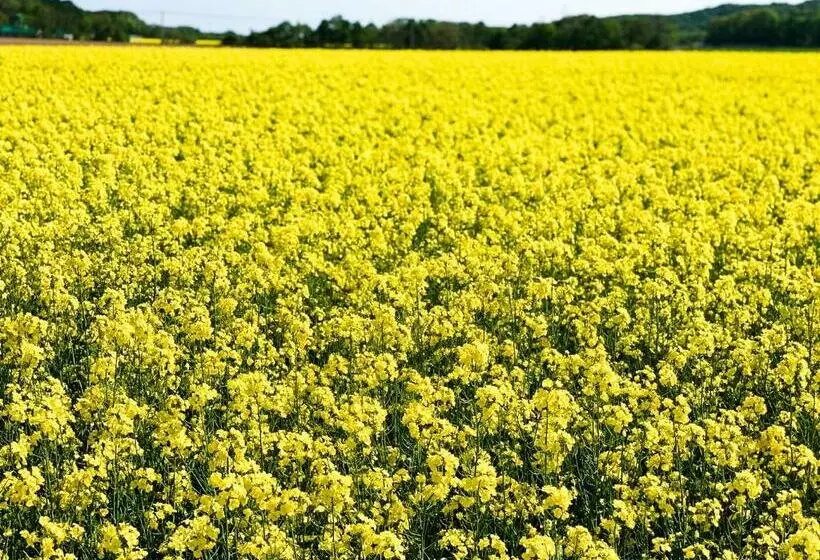 Hotelli Adamas Chitose A