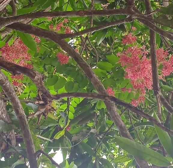 ペンション Green Garden Hiriketiya