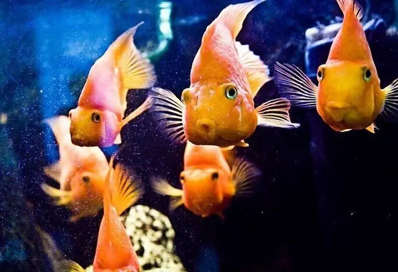 هتل Dom Dostoevskogo