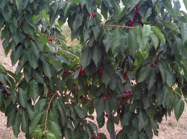 فندق Agriturismo Al Poggetto