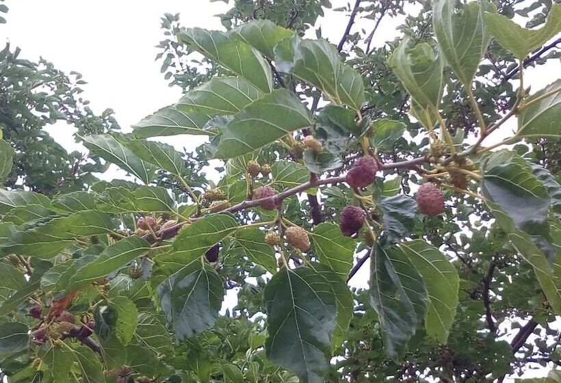 فندق Agriturismo Al Poggetto
