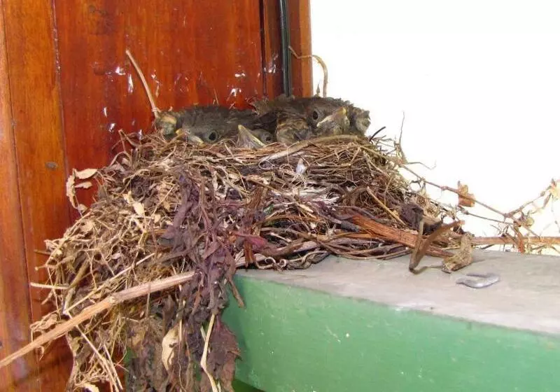 هتل La Rosa De America