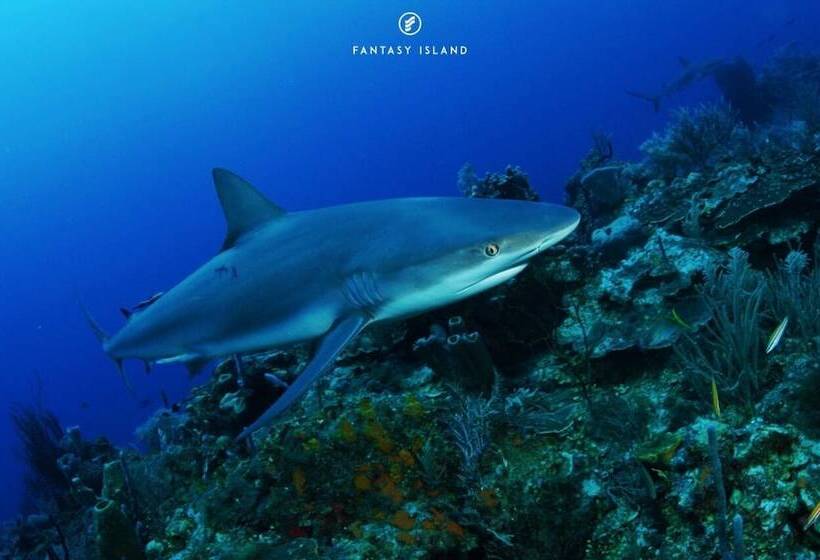 Fantasy Island Beach Resort And Marina All Inclusive