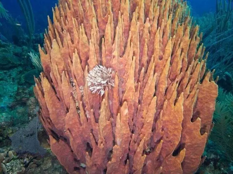 Fantasy Island Beach Resort And Marina All Inclusive