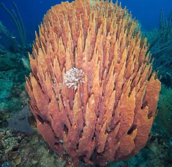 Fantasy Island Beach Resort And Marina All Inclusive