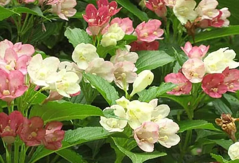 호텔 Kirishima Onsen Ryokojin Sanso