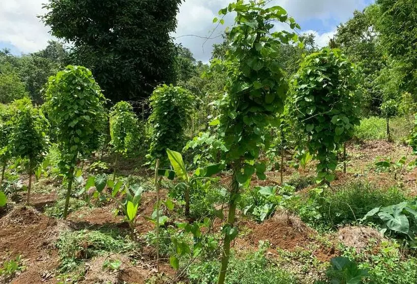 پانسیون Robin Hood Guest House